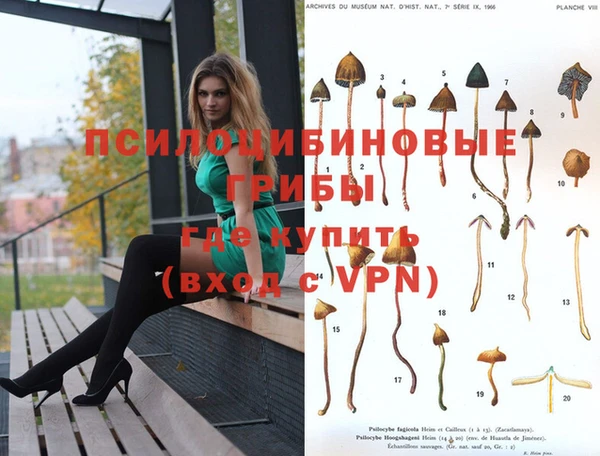 прущие грибы Аркадак
