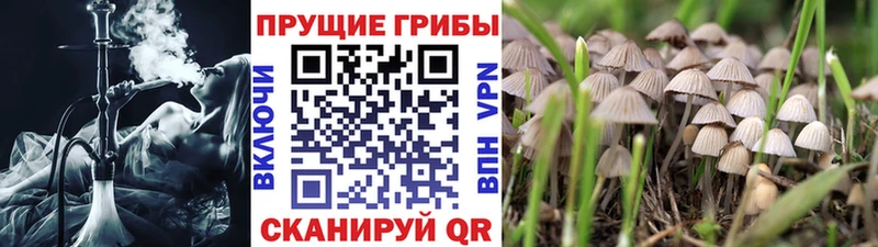 Псилоцибиновые грибы мицелий  купить  сайты  Остров 